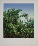 Rolf Schr�der-Borm: Geb�sch, 1974